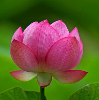 Lotus Essential Oil 4